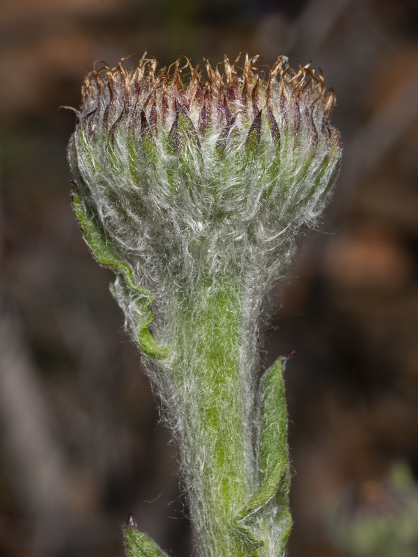 Puliicaria odora.14