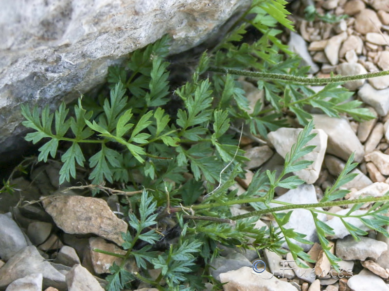 Pulsatilla alpina fontqueri.02