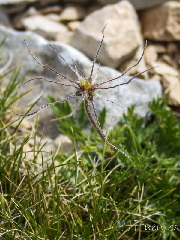 Pulsatilla alpina fontqueri.04