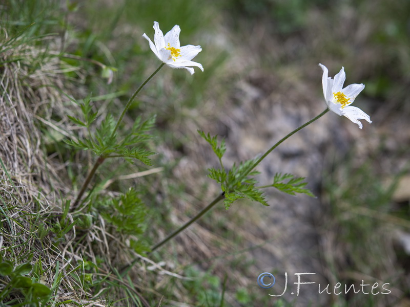 Pulsatilla alpina fontqueri.06