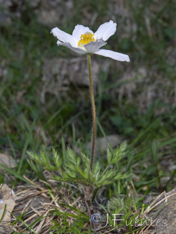 Pulsatilla alpina fontqueri.07