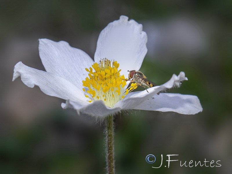 Pulsatilla alpina fontqueri.11