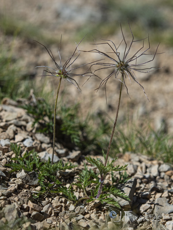 Pulsatilla alpina fontqueri.01