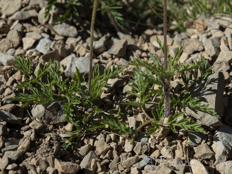 Pulsatilla alpina fontqueri.14