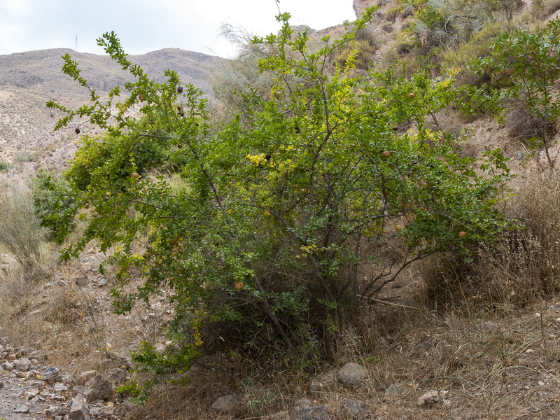 Punica granatum.01