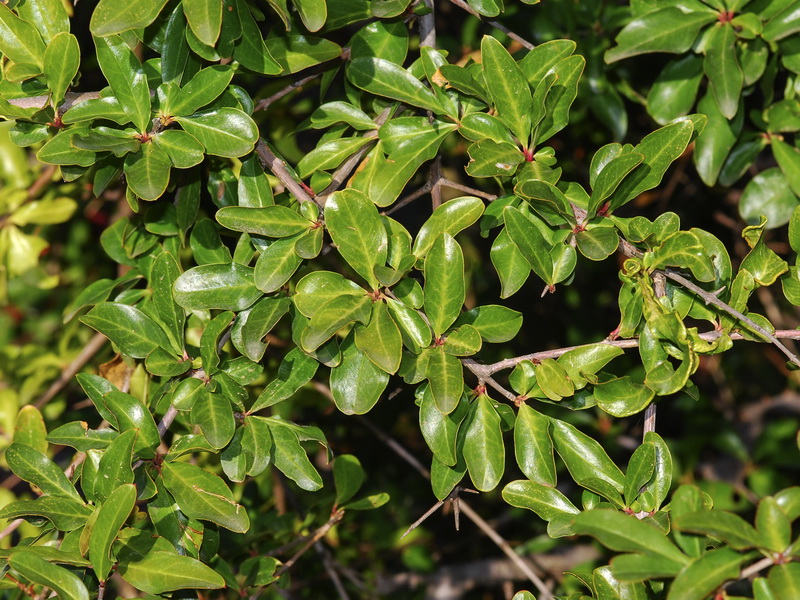 Punica granatum.02