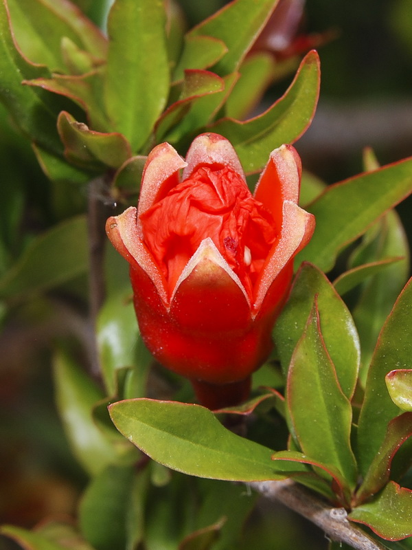 Punica granatum.03