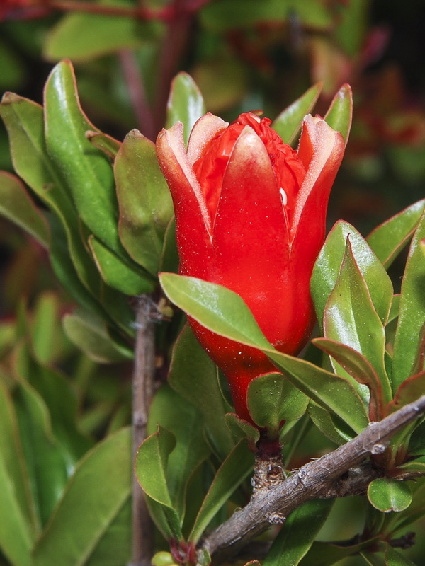 Punica granatum.04