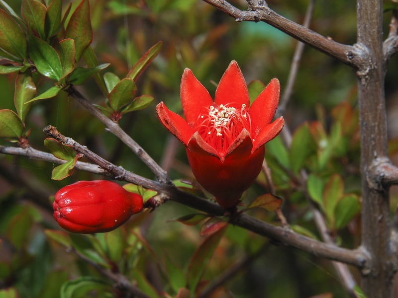 Punica granatum.05