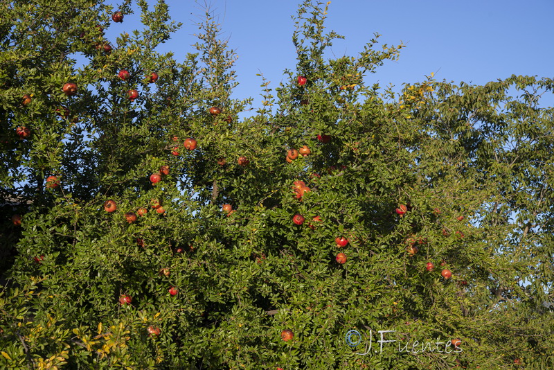 Punica granatum.10