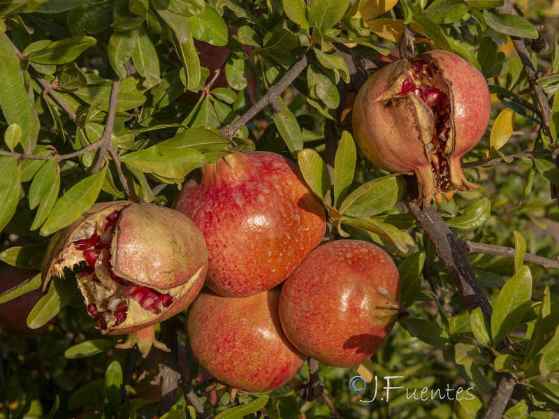 Punica granatum.08