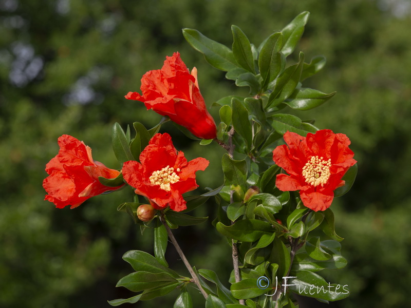 Punica granatum.13
