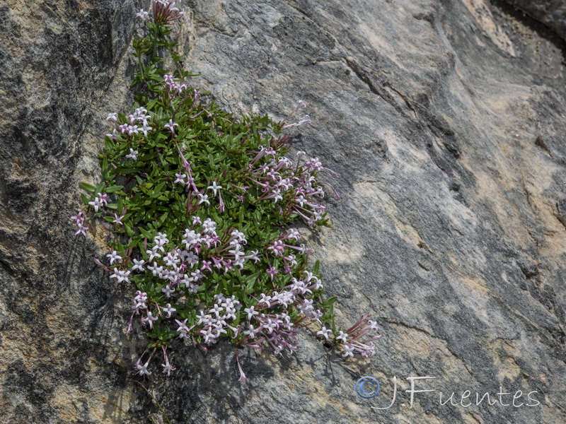 Putoria calabrica.25