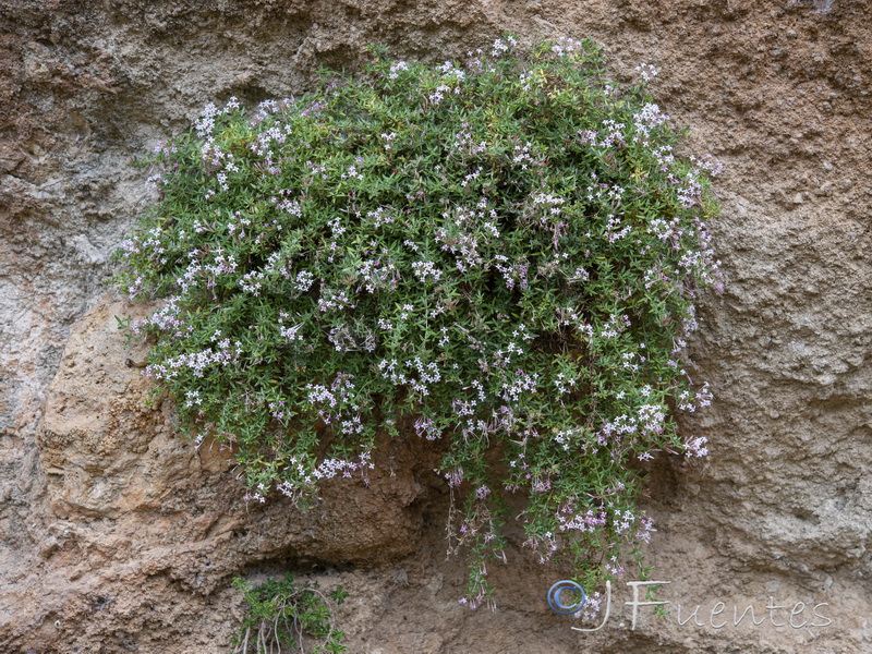 Putoria calabrica.26