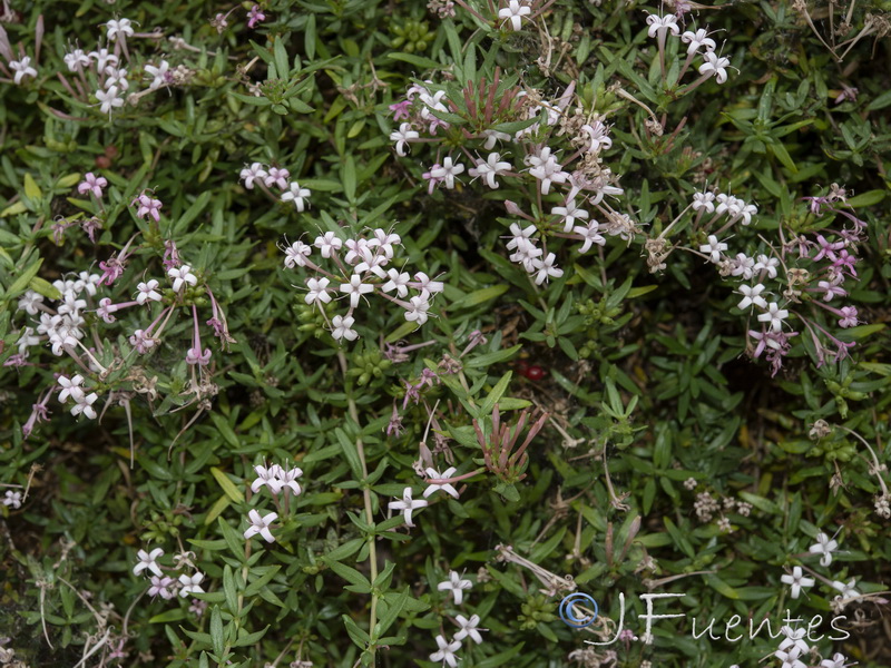 Putoria calabrica.27
