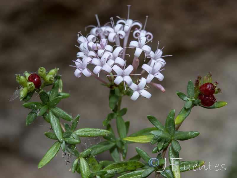 Putoria calabrica.28