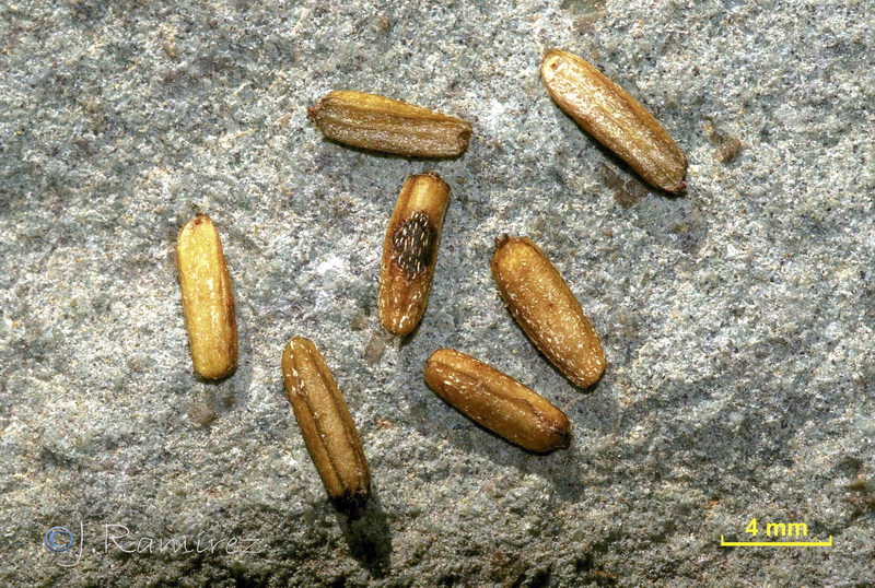 Putoria calabrica.29