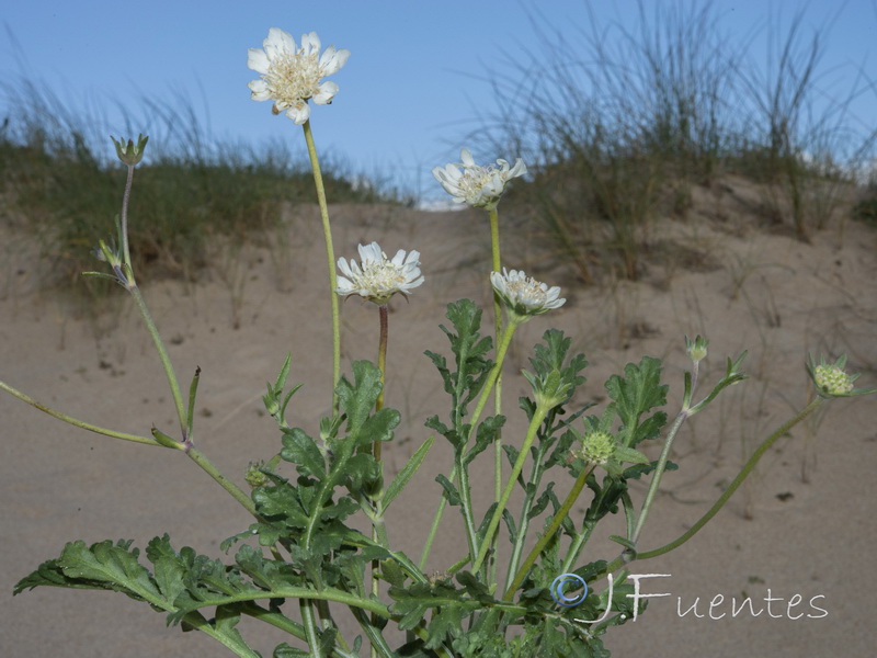 Pycnocomon rutifolium.01