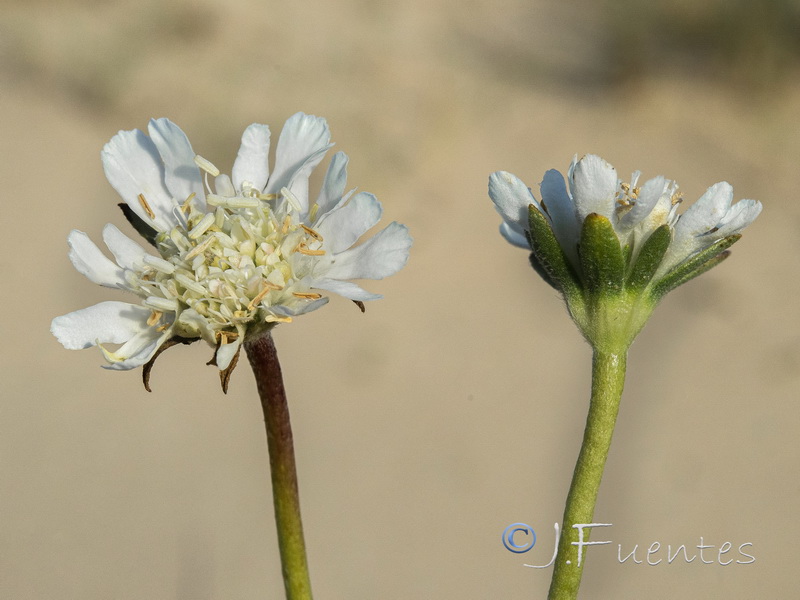 Pycnocomon rutifolium.03