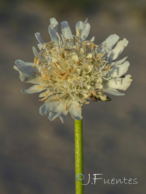 Pycnocomon rutifolium.05