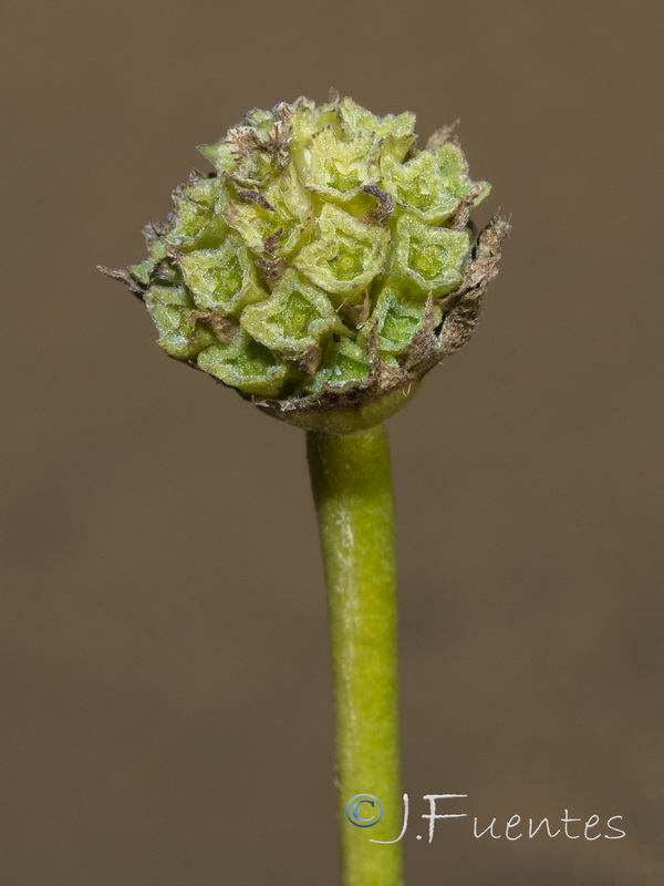 Pycnocomon rutifolium.06