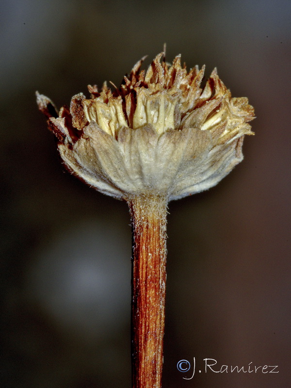 Pycnocomon rutifolium.08