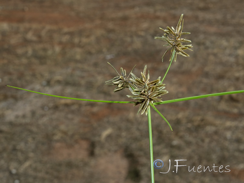 Pycreus flavidus.04