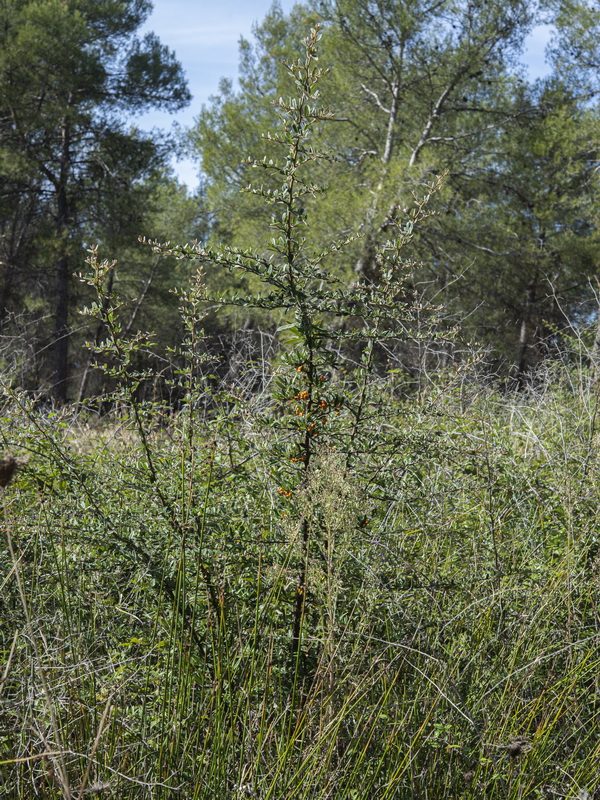 Pyracantha angustifolia.01