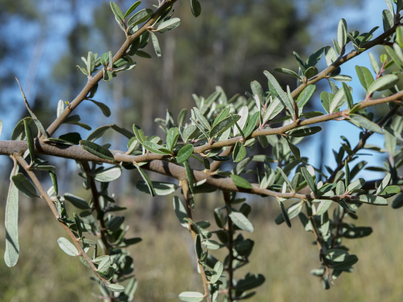 Pyracantha angustifolia.02