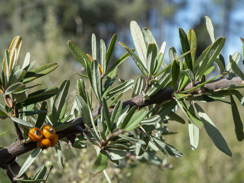 Pyracantha angustifolia.03