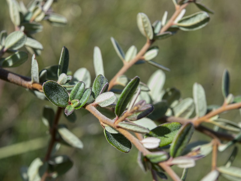 Pyracantha angustifolia.04