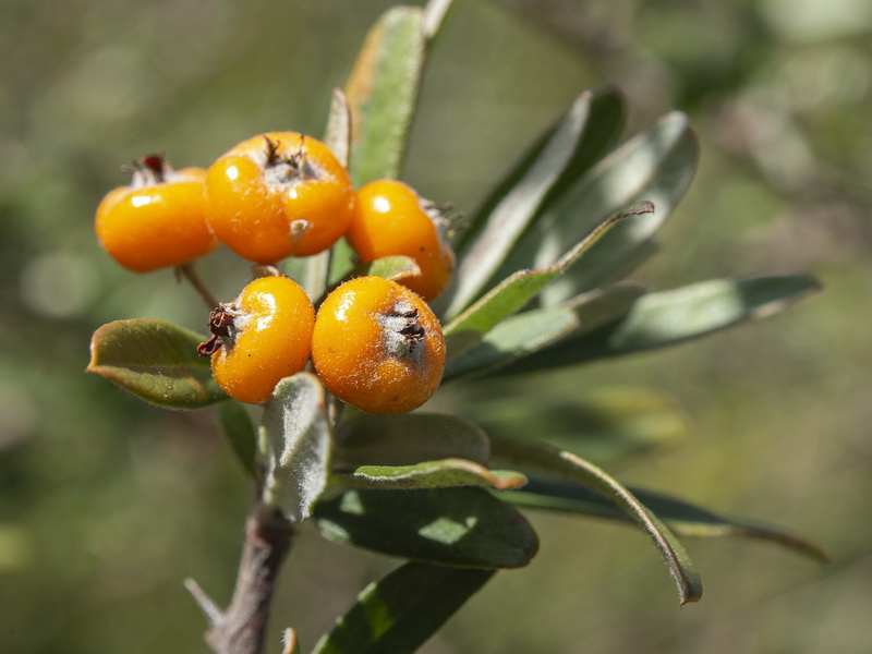 Pyracantha angustifolia.05