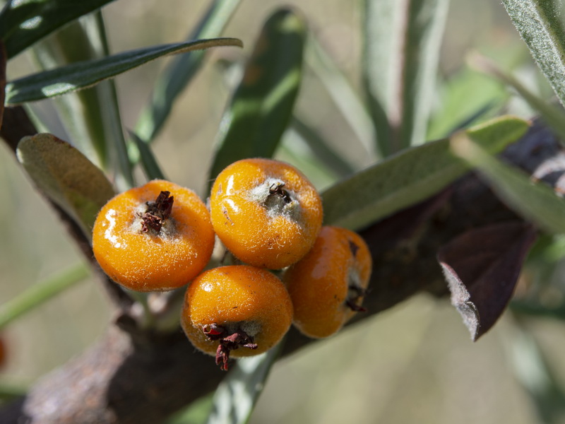 Pyracantha angustifolia.06