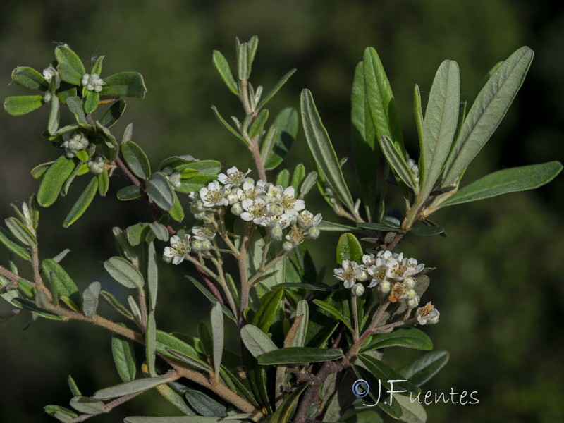 Pyracantha angustifolia.07