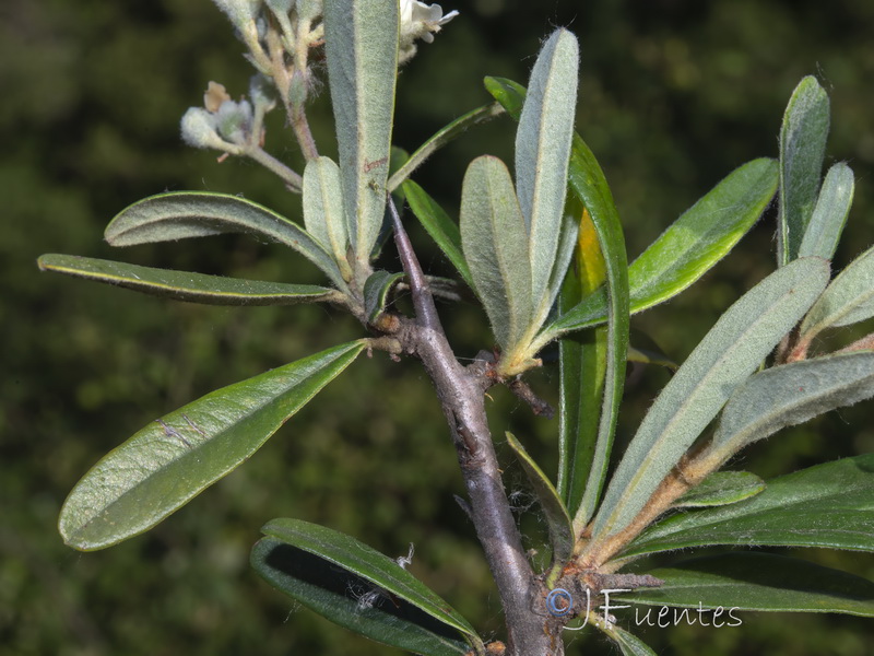 Pyracantha angustifolia.03