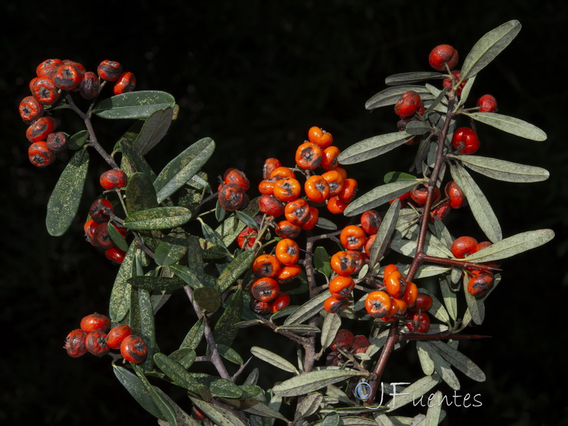 Pyracantha angustifolia.10
