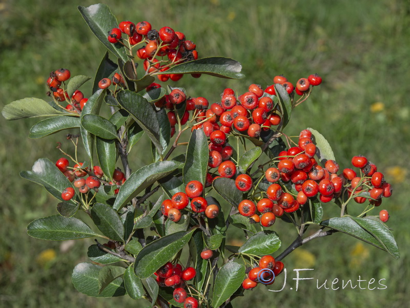 Pyracantha coccinea.01