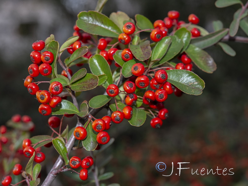 Pyracantha coccinea.02