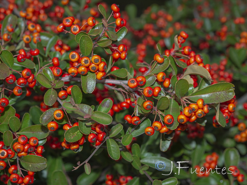 Pyracantha coccinea.04