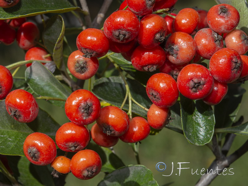 Pyracantha coccinea.05