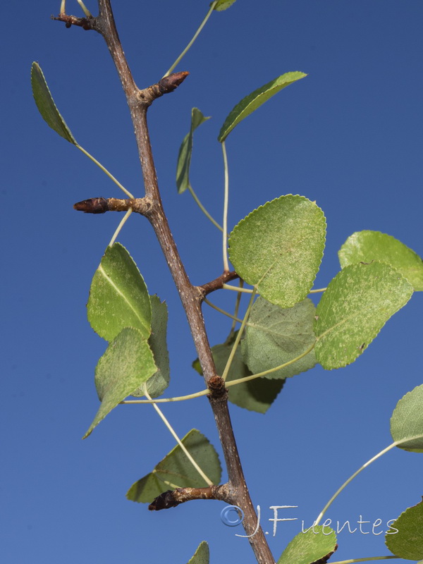 Pyrus bourgaeana.01