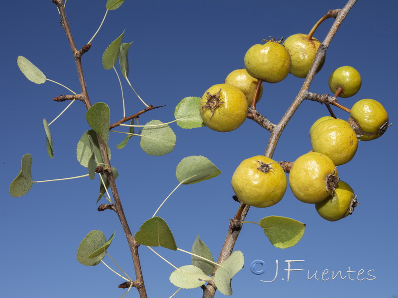 Pyrus bourgaeana.02