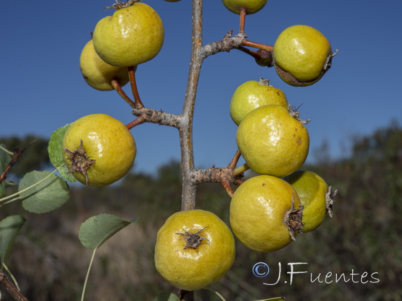 Pyrus bourgaeana.03