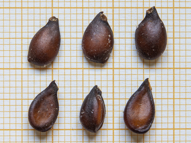 Pyrus communis