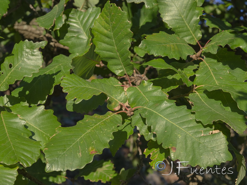 Quercus canariensis.01
