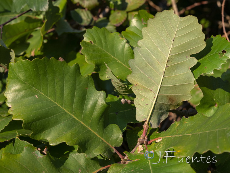Quercus canariensis.02