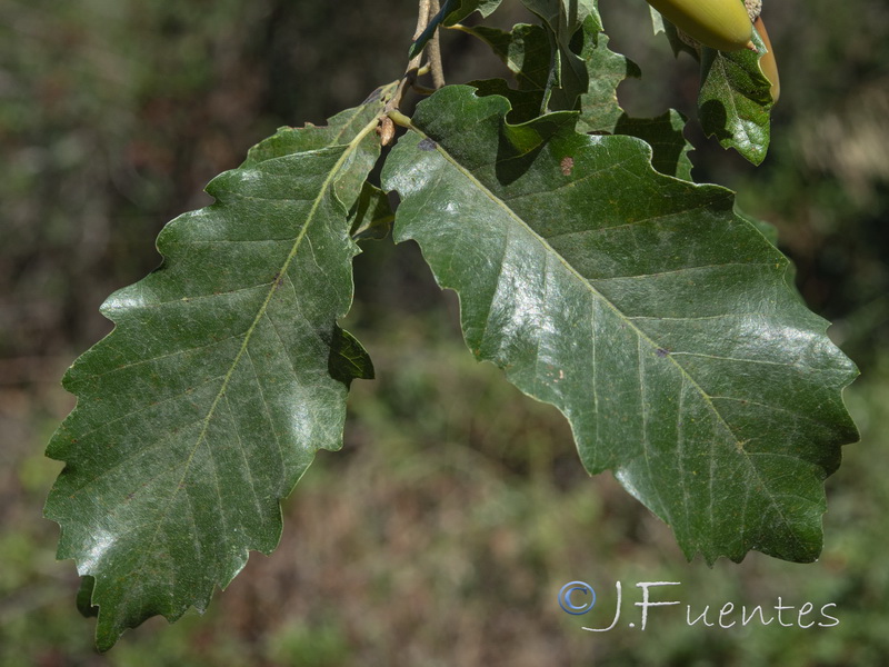 Quercus canariensis.03