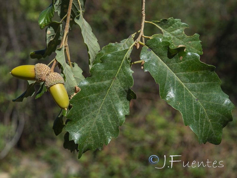 Quercus canariensis.04
