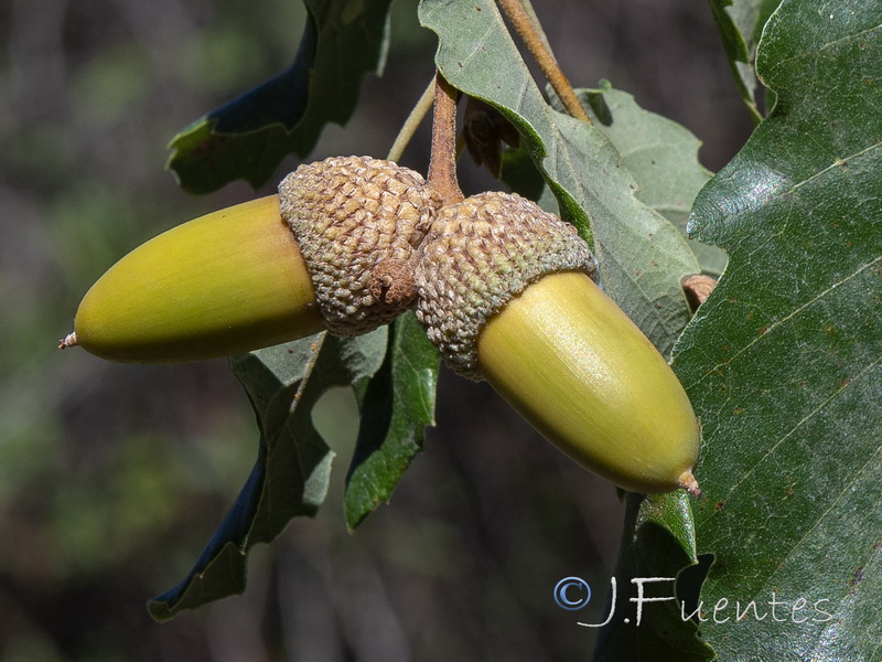 Quercus canariensis.05