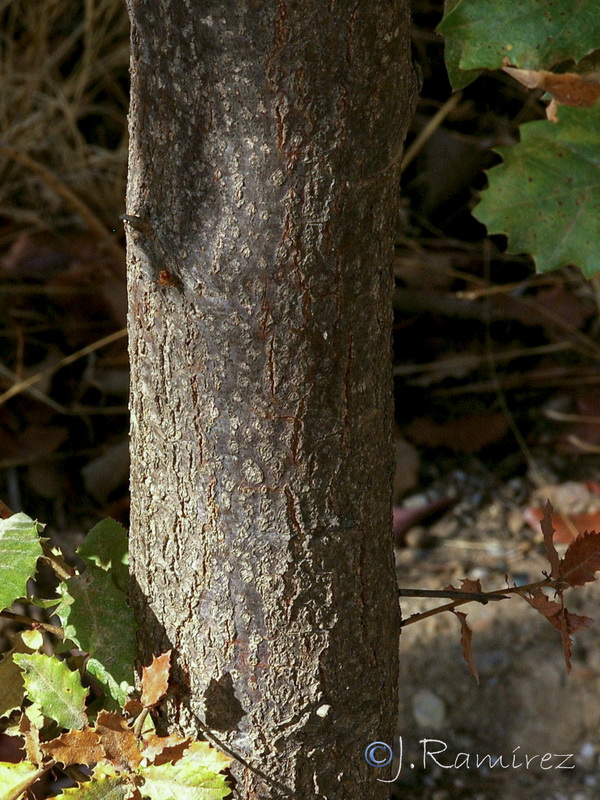 Quercus canariensis.06